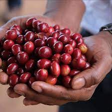 Single-Origins Coffee