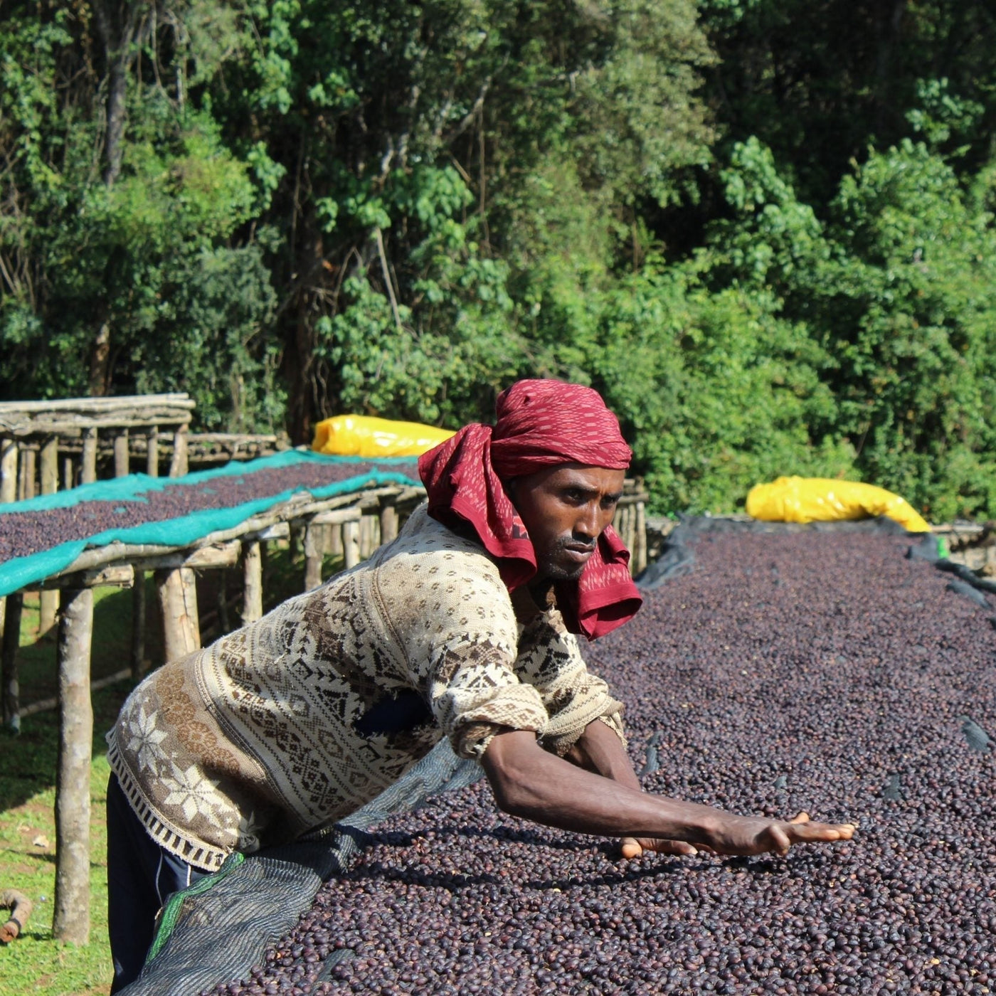 GUJI Ethiopia, Wosasa