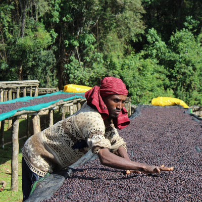 GUJI Ethiopia, Wosasa
