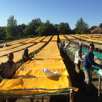 GUJI Ethiopia, Wosasa