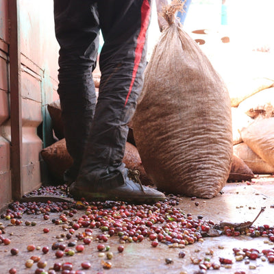 GUJI Ethiopia, Wosasa