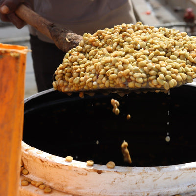 GUJI Ethiopia, Wosasa