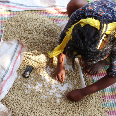 GUJI Ethiopia, Wosasa
