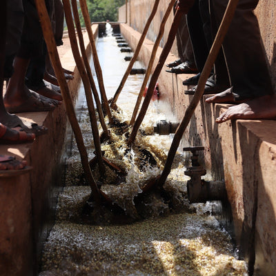 GUJI Ethiopia, Wosasa