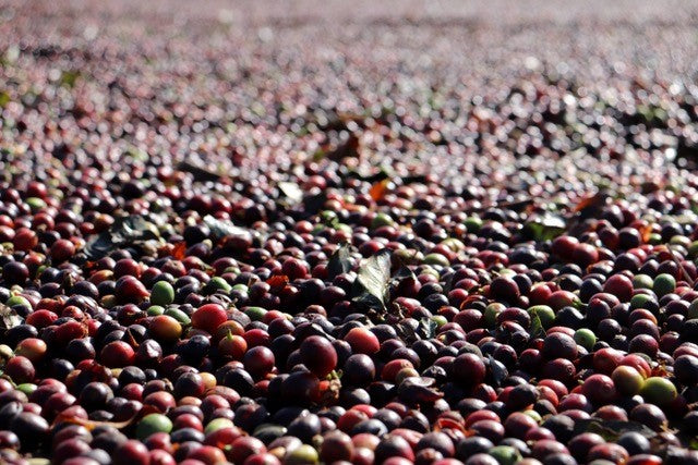 Guatemala, Finca La Soledad