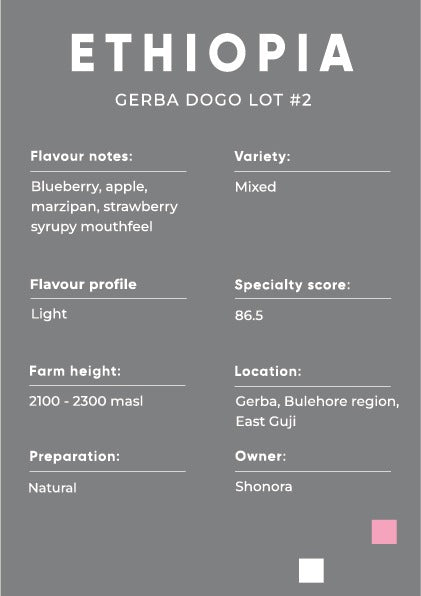 GUJI Ethiopia, Gerba Dogo Lot #2