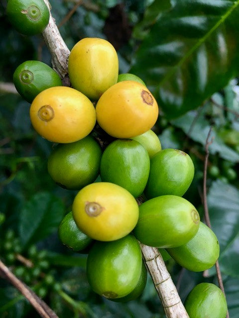 BRAZIL, Rancho Grande